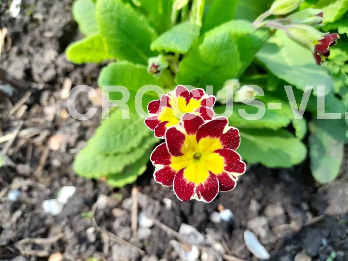 Примула высокая «Кружевница»